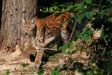 Luchs im Wildpark Schorfheide